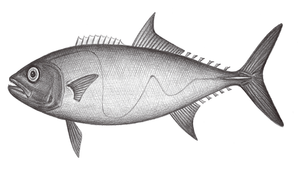 Lepidocybium flavobrunneum (鱗網帶鰆)縮圖
