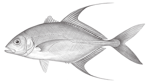 Carangoides oblongus (長圓若鰺)縮圖