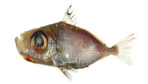 Zenion japonicum (日本甲眼的鯛)縮圖