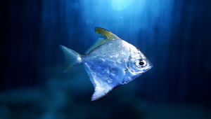 Monodactylus argenteus (銀鱗鯧)