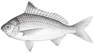 Gerres japonicus (日本鑽嘴魚)縮圖