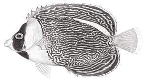 Chaetodontoplus duboulayi (杜寶荷包魚)-資源代表圖