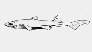 Etmopterus brachyurus (短尾烏鯊)縮圖