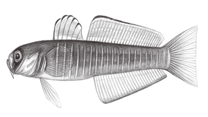 Ptereleotris zebra (斑馬凹尾塘鱧)縮圖