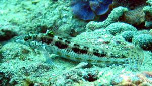 Parapercis snyderi (史氏擬鱸)縮圖