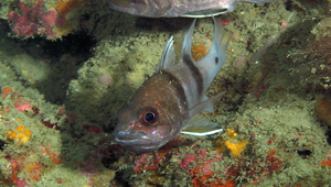 Apogonichthyoides cathetogramma (垂帶似天竺鯛)縮圖