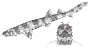 Orectolobus japonicus (日本鬚鯊)縮圖