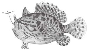 Antennarius striatus (條紋躄魚)縮圖