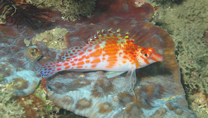 Cirrhitichthys falco (鷹金)-資源代表圖