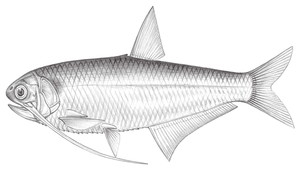 Thryssa setirostris (長頜稜鯷)-資源代表圖