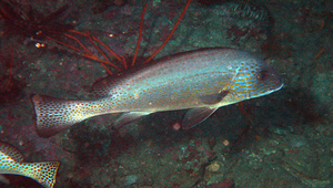 Diagramma pictum (密點少棘胡椒鯛)縮圖