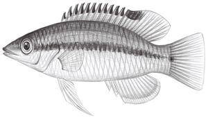 Bodianus thoracotaeniatus (絲鰭狐鯛)縮圖