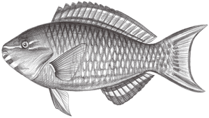 Scarus psittacus (棕吻鸚哥魚)縮圖