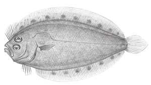 Arnoglossus polyspilus (多斑羊舌鮃)縮圖