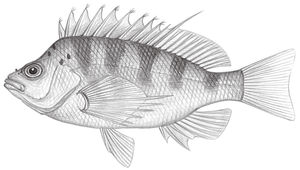 Cirrhitichthys aureus (金)縮圖