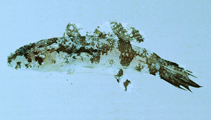 Callogobius hasseltii (哈氏硬皮鰕虎)縮圖