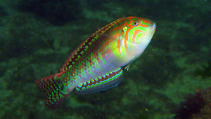 Halichoeres nebulosus (雲紋海豬魚)縮圖