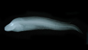 Coloconger japonicus (日本短糯鰻)縮圖