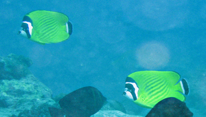 Chaetodon wiebeli (魏氏蝴蝶魚)縮圖