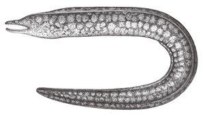 Enchelycore lichenosa (苔斑勾吻鯙)縮圖