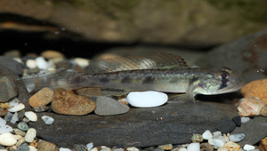 Oligolepis stomias (大口寡鱗鰕虎)縮圖