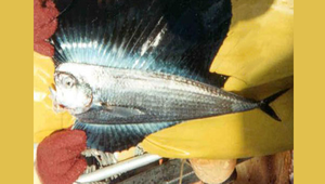 Pteraclis aesticola (帆鰭魴)縮圖