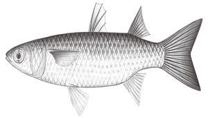 Chelon subviridis (綠背龜鮻)-資源代表圖