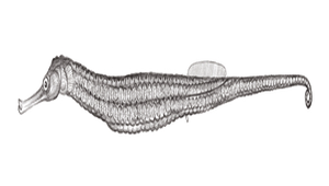 Solegnathus hardwickii (哈氏刀海龍)縮圖