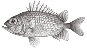 Ostichthys sheni (沈氏骨鱗魚)-資源代表圖