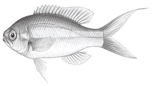 Symphysanodon katayamai (片山氏癒齒鯛)