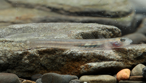 Lentipes armatus (韌鰕虎)縮圖