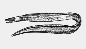 Nettastoma parviceps (小頭鴨嘴鰻)