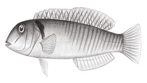 Cymolutes torquatus (環狀鈍頭魚)