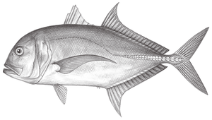Caranx ignobilis (浪人鰺)縮圖