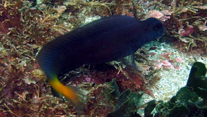 Ecsenius namiyei (納氏無鬚鳚)縮圖