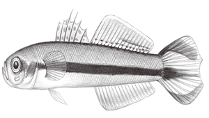 Parioglossus taeniatus (帶狀舌塘鱧)縮圖