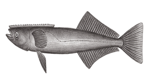 Remora osteochir (大盤短印魚)