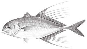 Carangoides hedlandensis (海蘭德若鰺)縮圖