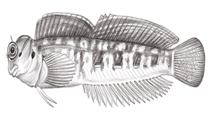 Blenniella interrupta (斷紋真蛙鳚)-資源代表圖