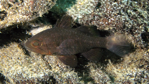 Apogonichthyoides niger (黑似天竺鯛)-資源代表圖