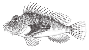 Minous pusillus (細鰭虎鮋)