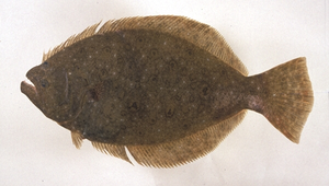 Paralichthys olivaceus (牙鮃)縮圖