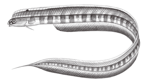 Xiphasia setifer (帶鳚)縮圖