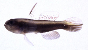 Myersina macrostoma (大口鋤突鰕虎)縮圖