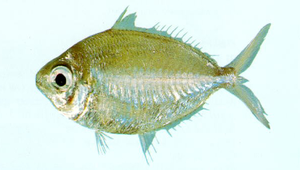 Pentaprion longimanus (長臂鑽嘴魚)-資源代表圖