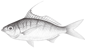Gerres macracanthus (大棘鑽嘴魚)