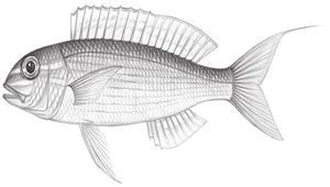 Nemipterus zysron (姬金線魚)-資源代表圖