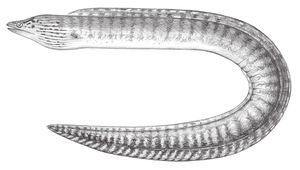Gymnothorax margaritophorus (斑頸裸胸鯙)-資源代表圖