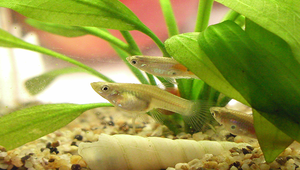 Gambusia affinis (食蚊魚)