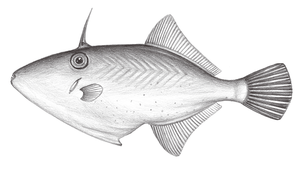 Thamnaconus modestoides (擬短角單棘魨)-資源代表圖
